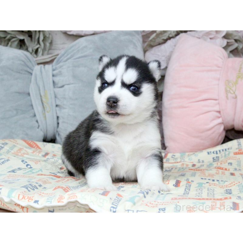 販売中の大阪府のシベリアンハスキー-439162の5枚目