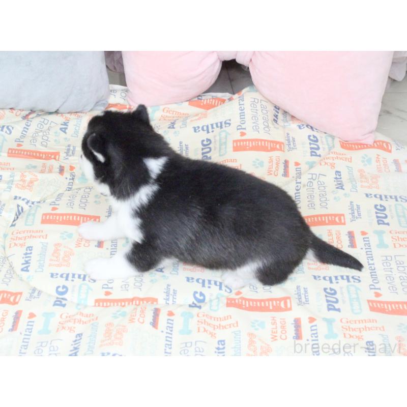 販売中の大阪府のシベリアンハスキー-439162の4枚目