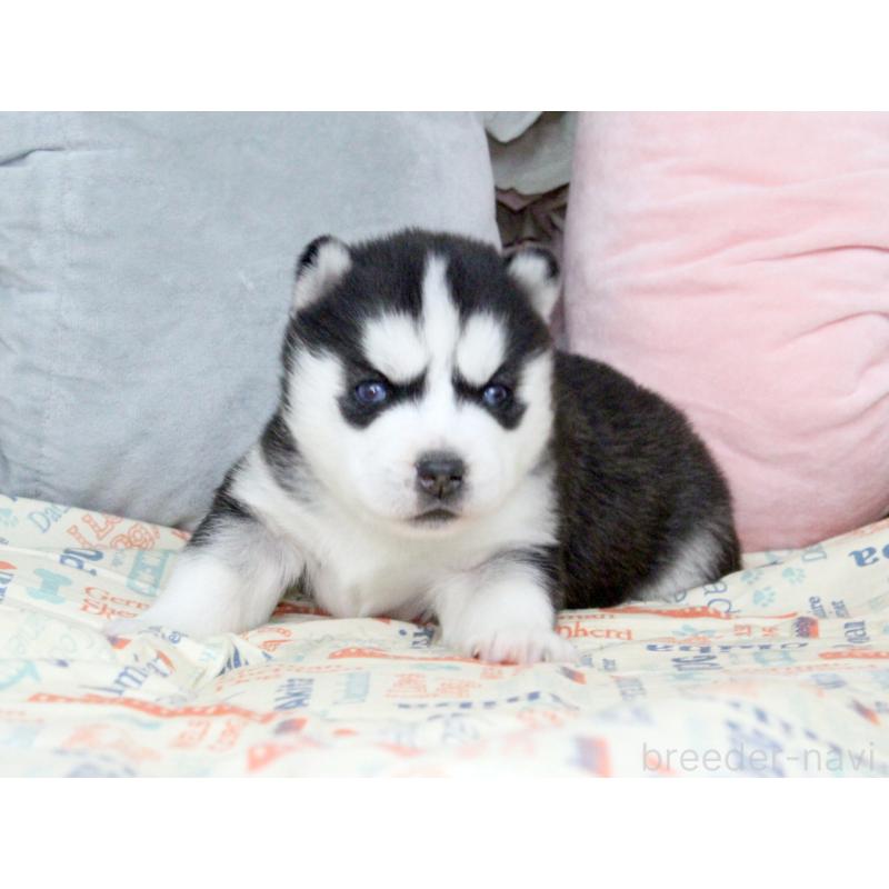 販売中の大阪府のシベリアンハスキー-439162の3枚目