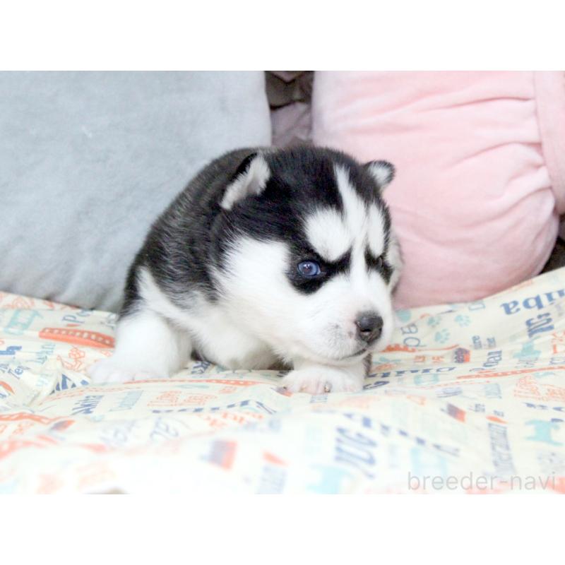 販売中の大阪府のシベリアンハスキー-439162の2枚目