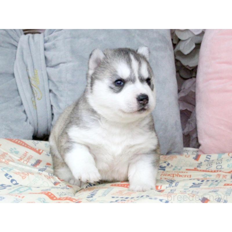 販売中の大阪府のシベリアンハスキー-439164の7枚目