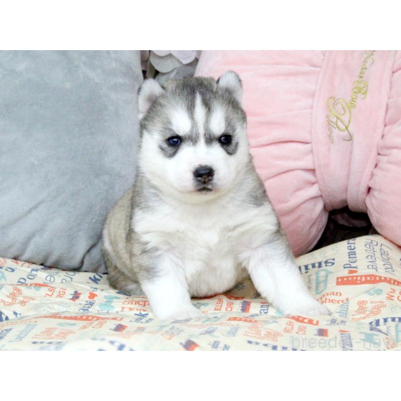 販売中の大阪府のシベリアンハスキー-439164の6枚目