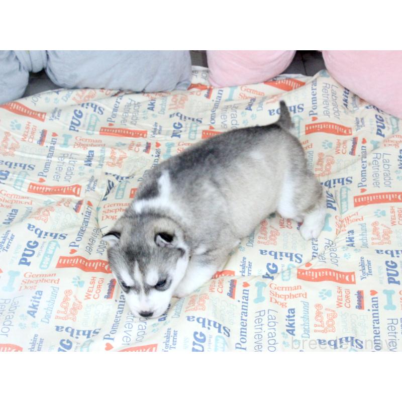 販売中の大阪府のシベリアンハスキー-439164の4枚目