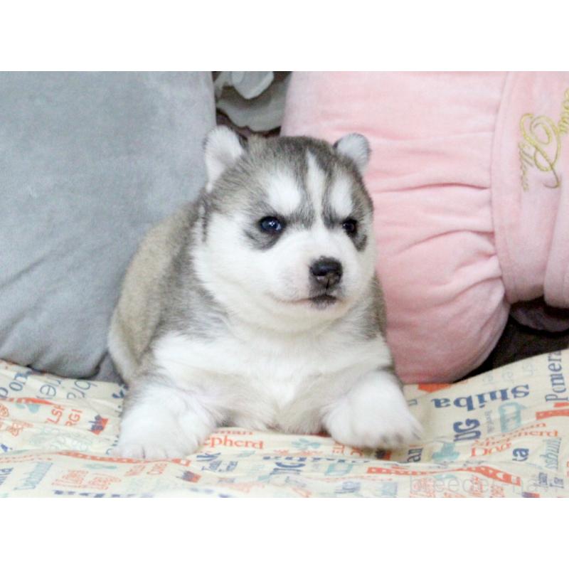 販売中の大阪府のシベリアンハスキー-439164の2枚目