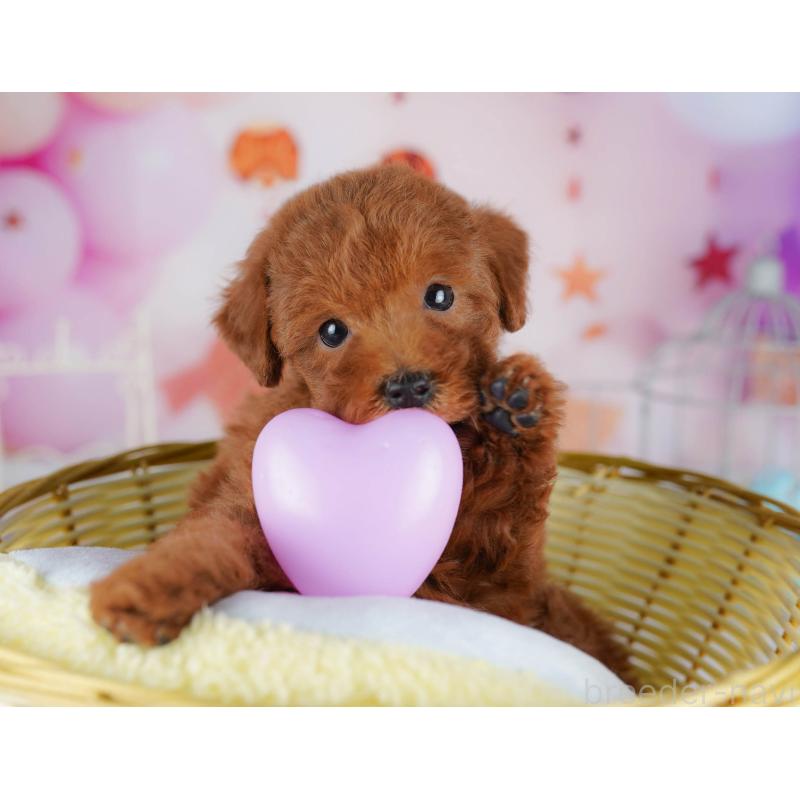 販売中の神奈川県のタイニープードル-439165の11枚目