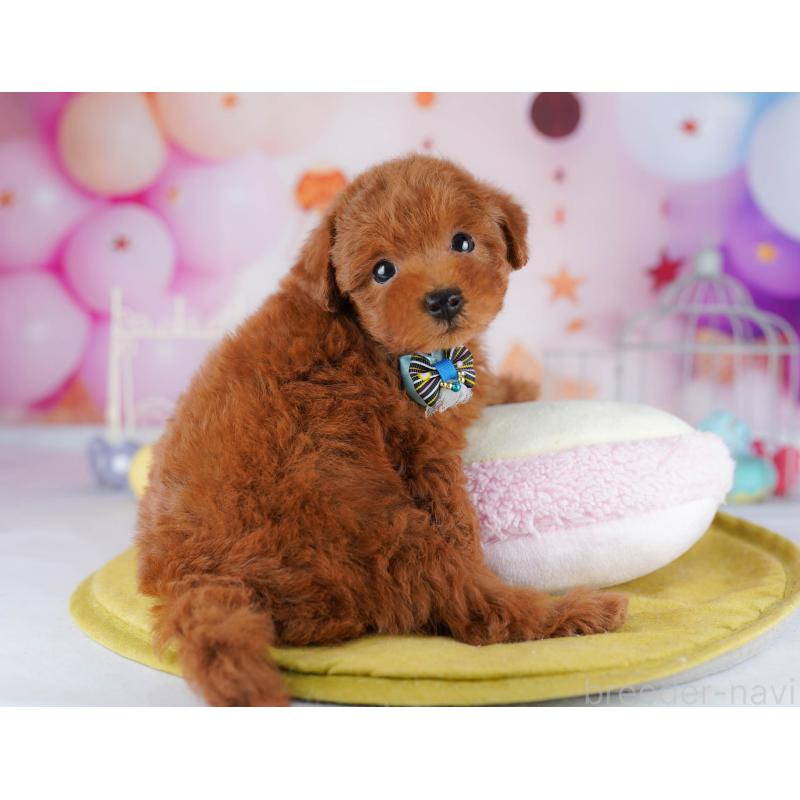 販売中の神奈川県のタイニープードル-439165の10枚目