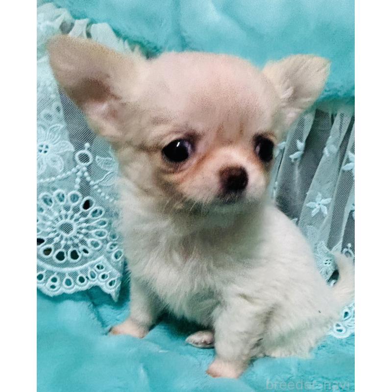 販売中の愛知県のチワワ(ロングコート)-439168の1枚目