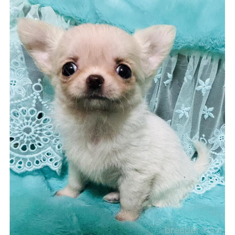 販売中の愛知県のチワワ(ロングコート)-439168の4枚目