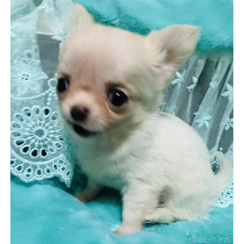 販売中の愛知県のチワワ(ロングコート)-439168の3枚目