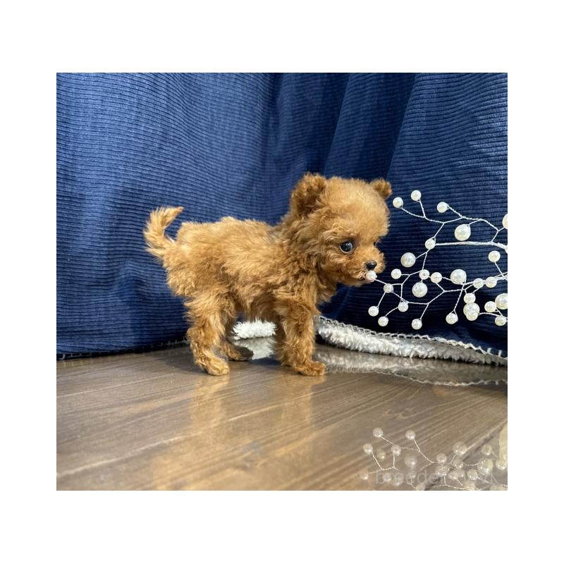 販売中の茨城県のティーカッププードル-439169の4枚目