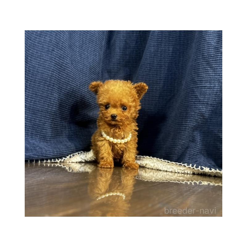 販売中の茨城県のティーカッププードル-439169の3枚目