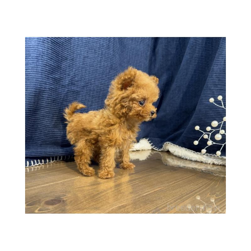 販売中の茨城県のティーカッププードル-439169の2枚目