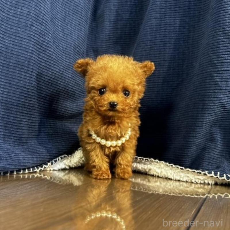 販売中の茨城県のティーカッププードル-439169の1枚目