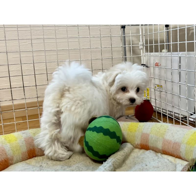 販売中の香川県のマルチーズ-439171の10枚目
