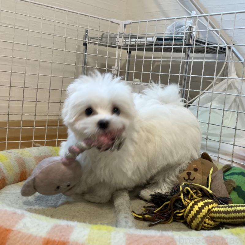 販売中の香川県のマルチーズ-439171の9枚目