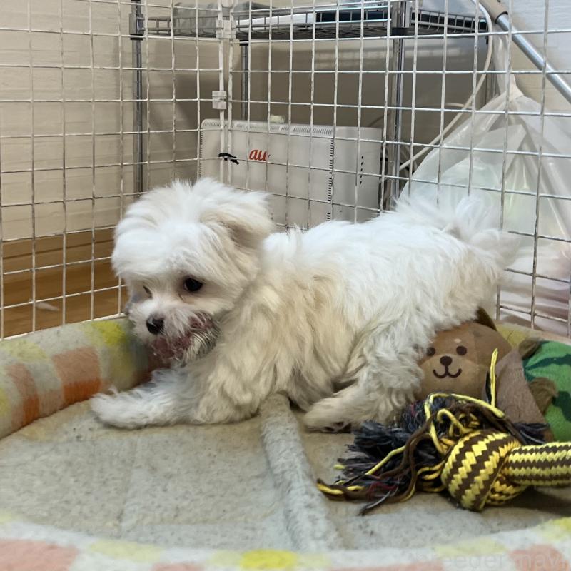 販売中の香川県のマルチーズ-439171の8枚目