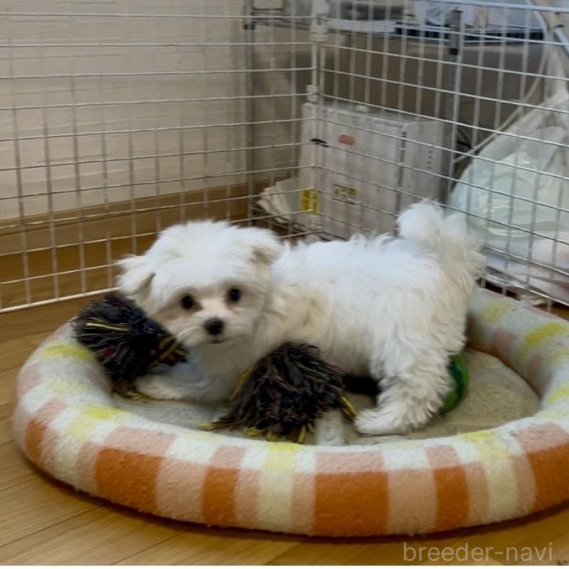 販売中の香川県のマルチーズ-439171の7枚目