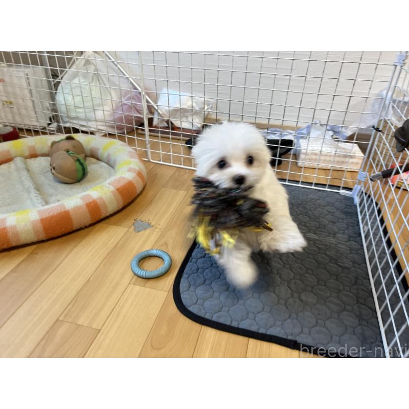 販売中の香川県のマルチーズ-439171の6枚目