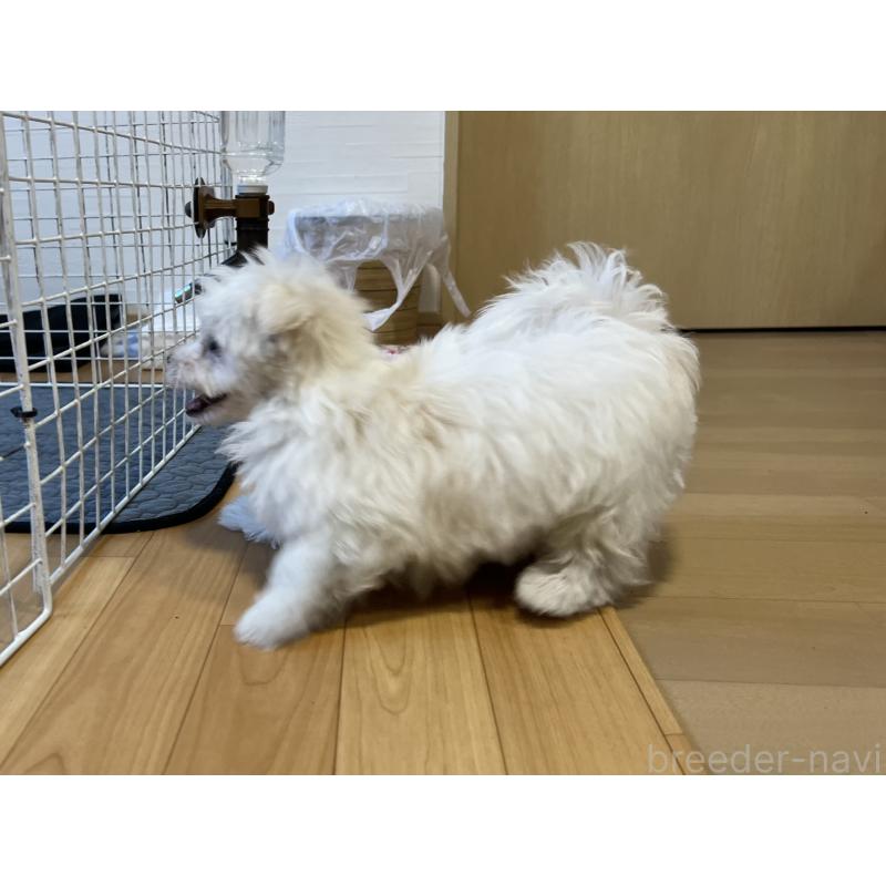 販売中の香川県のマルチーズ-439171の4枚目