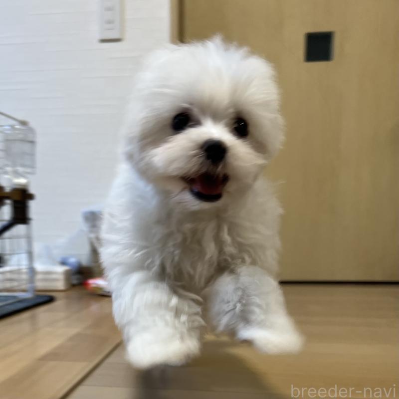 販売中の香川県のマルチーズ-439171の3枚目