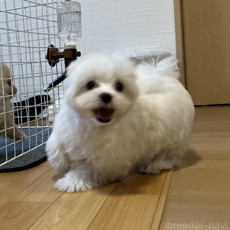 販売中の香川県のマルチーズ-439171の2枚目
