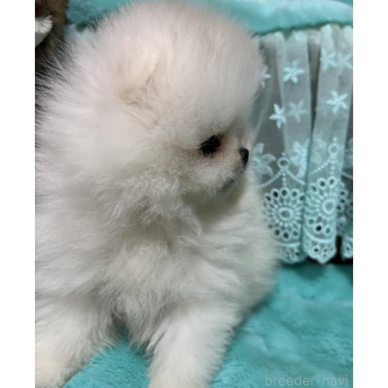 販売中の愛知県のポメラニアン-439170の11枚目