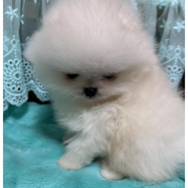 販売中の愛知県のポメラニアン-439170の10枚目