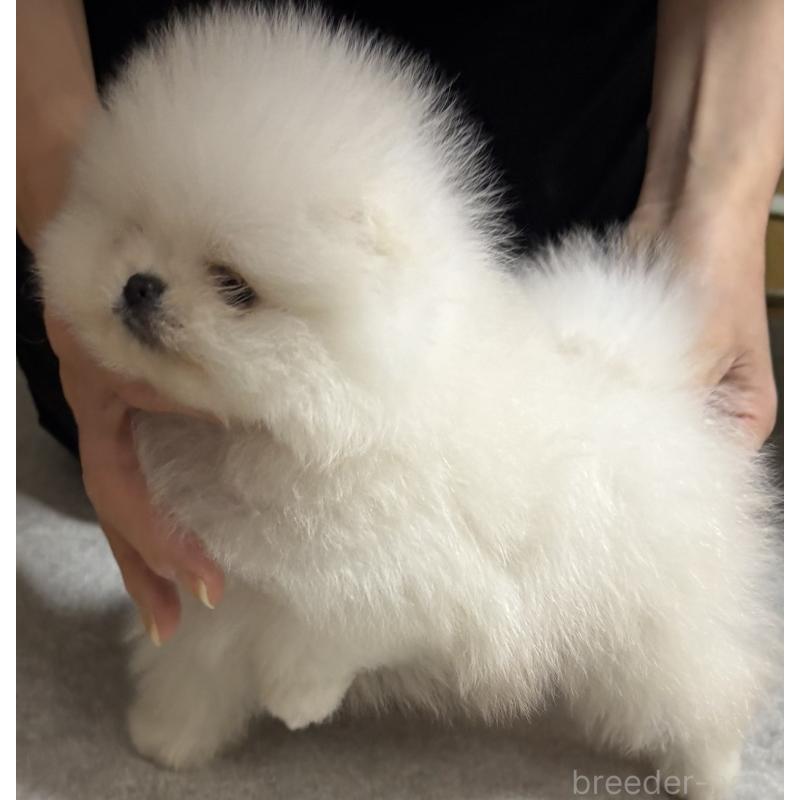 販売中の愛知県のポメラニアン-439170の6枚目