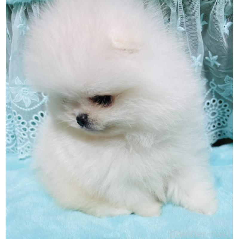 販売中の愛知県のポメラニアン-439170の4枚目