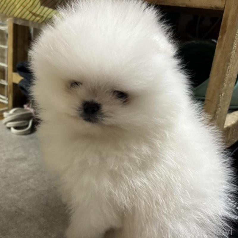 販売中の愛知県のポメラニアン-439170の3枚目