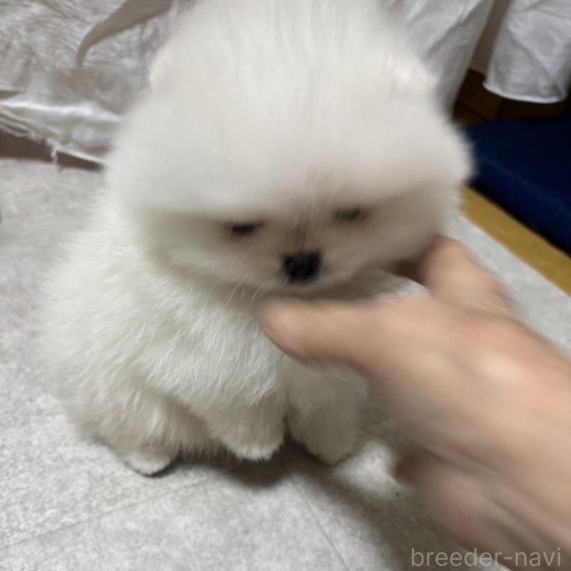 販売中の愛知県のポメラニアン-439170の2枚目