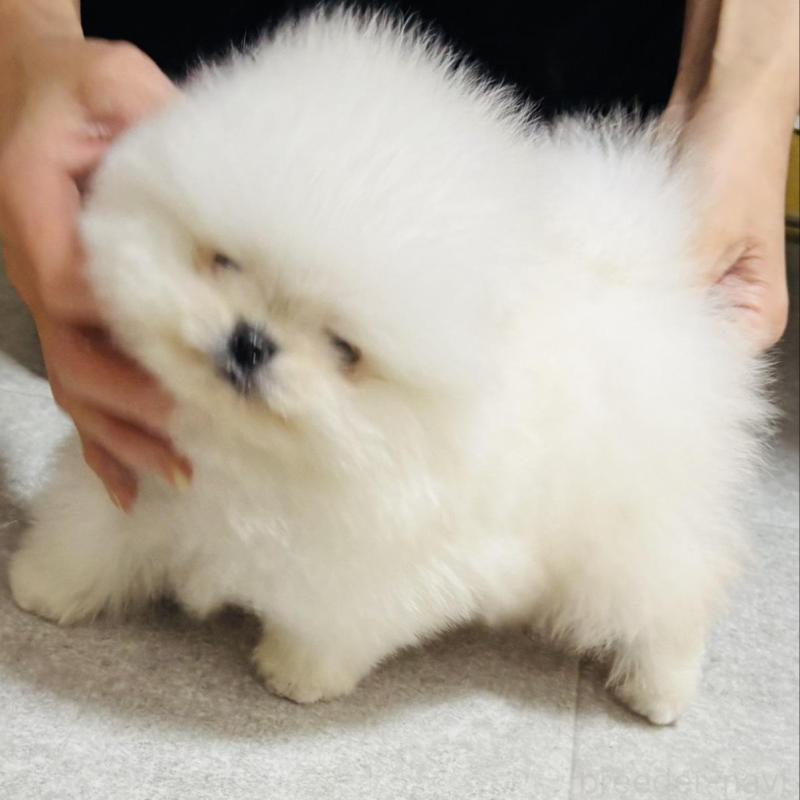 販売中の愛知県のポメラニアン-439170の1枚目