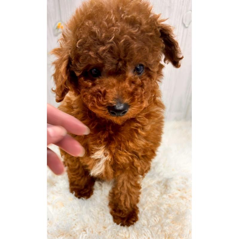 販売中の群馬県のトイプードル-439178の5枚目