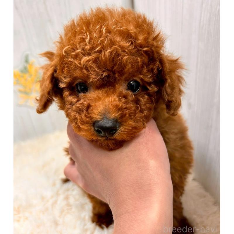 販売中の群馬県のトイプードル-439178の4枚目