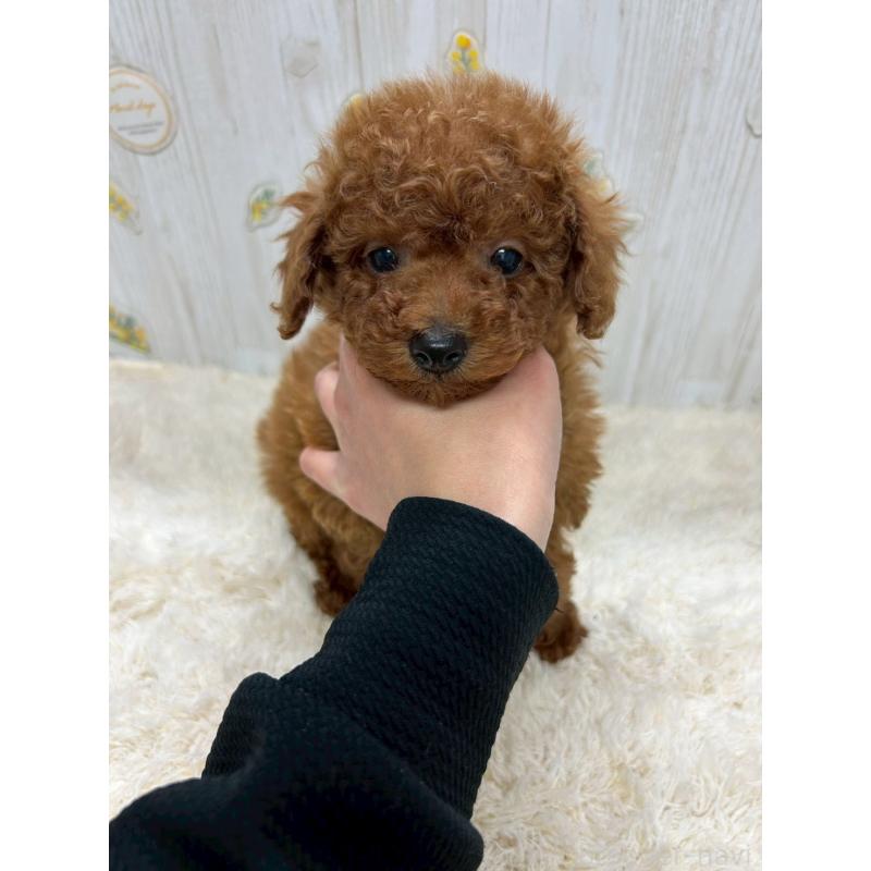 販売中の群馬県のトイプードル-439178の3枚目