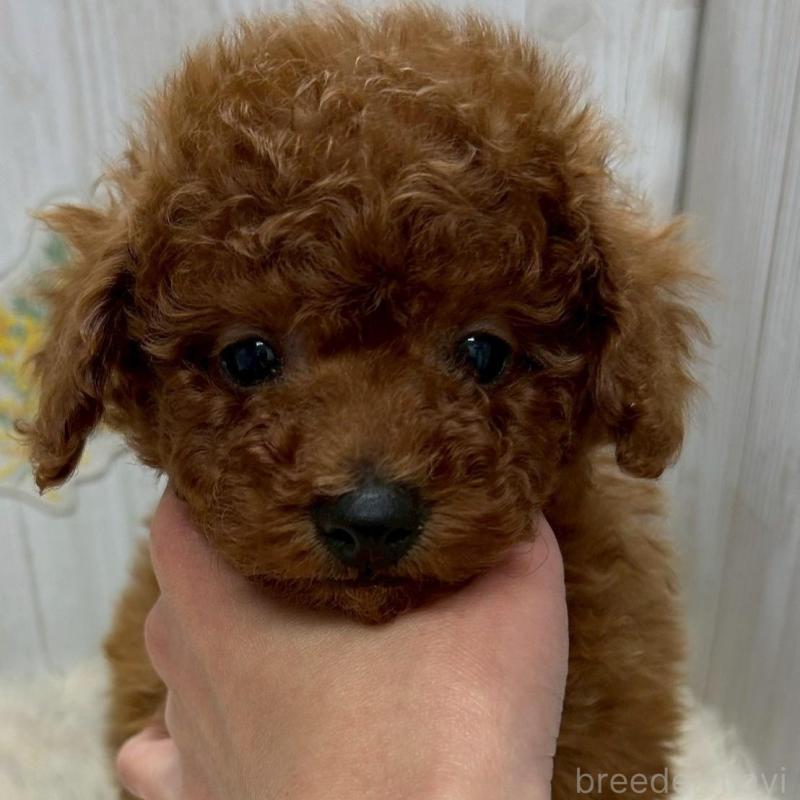 販売中の群馬県のトイプードル-439178の1枚目