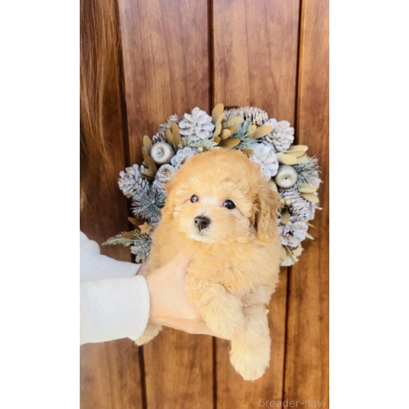 販売中の福岡県のタイニープードル-439210の8枚目