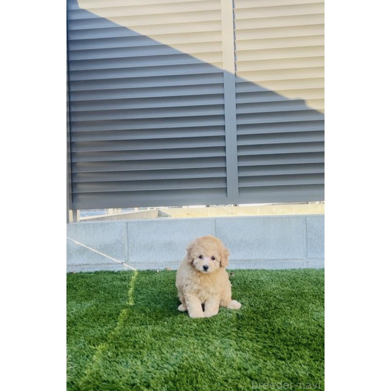 販売中の福岡県のタイニープードル-439210の7枚目