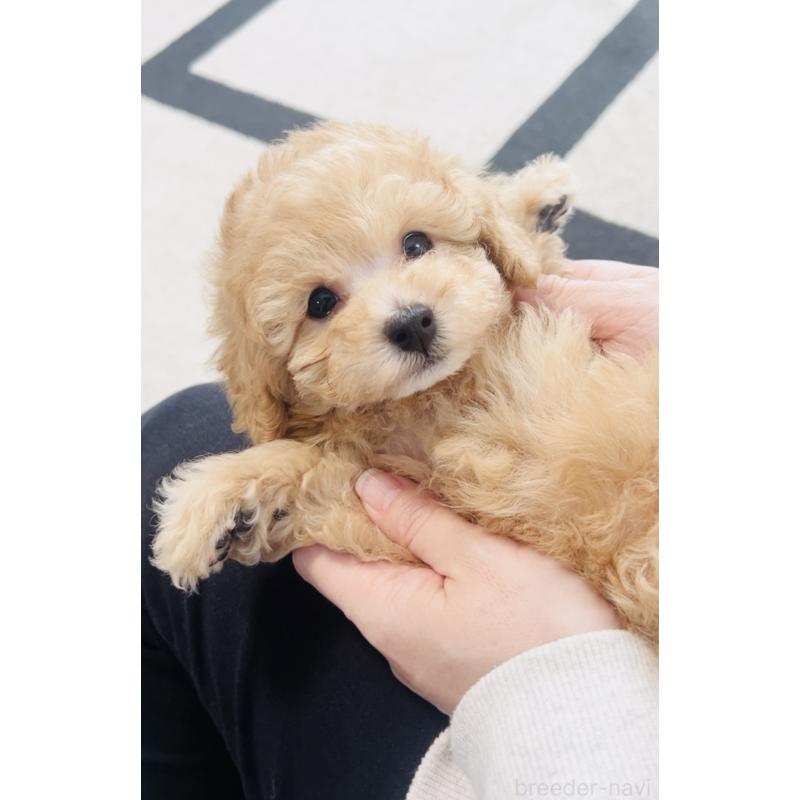 販売中の福岡県のタイニープードル-439210の6枚目