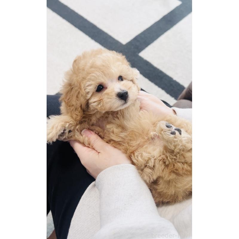 販売中の福岡県のタイニープードル-439210の5枚目