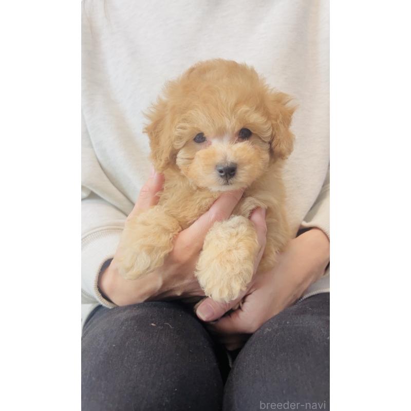 販売中の福岡県のタイニープードル-439210の3枚目