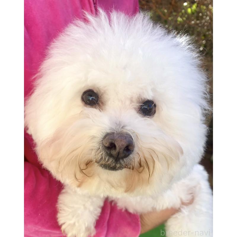 マカロンちゃん1枚目