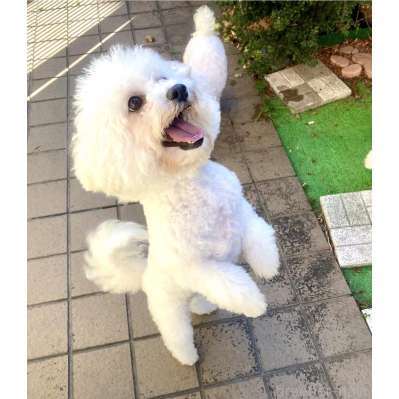 マカロンちゃん1枚目