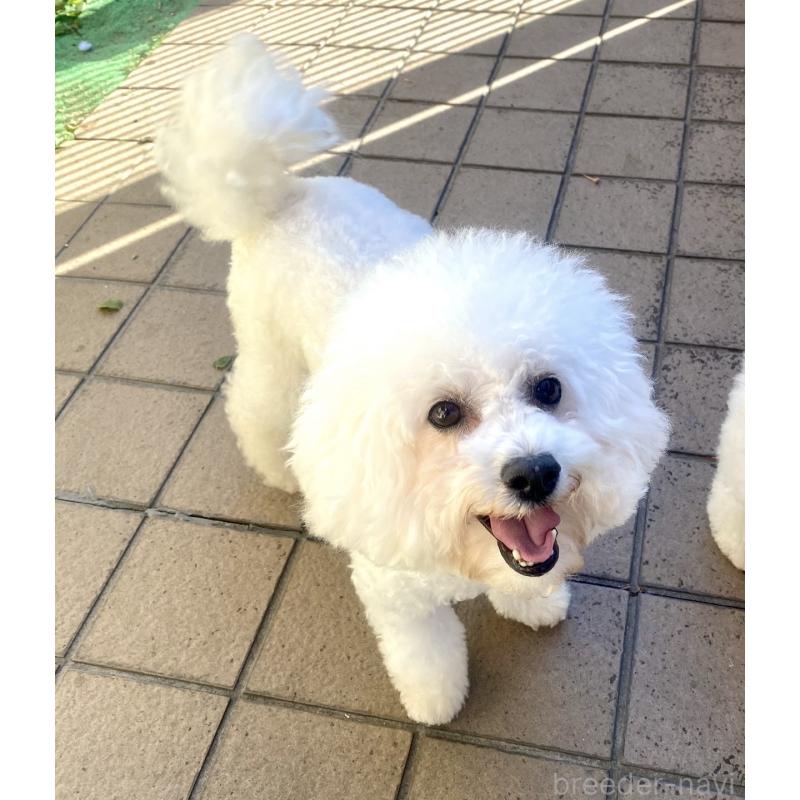 マカロンちゃん1枚目