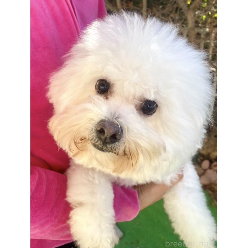 マカロンちゃん1枚目