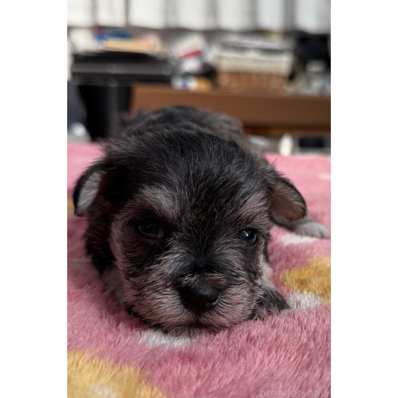 販売中の宮崎県のミックス犬-438576の9枚目