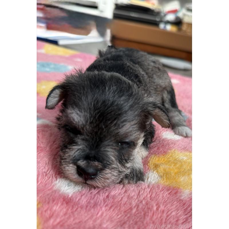 販売中の宮崎県のミックス犬-438576の8枚目