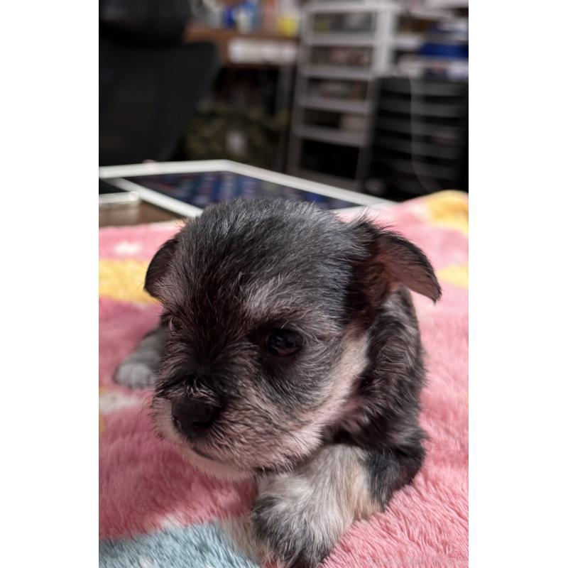 販売中の宮崎県のミックス犬-438576の7枚目