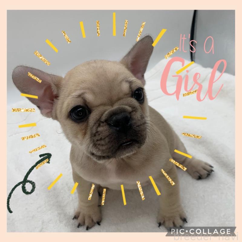 販売中の静岡県のフレンチブルドッグ-439182の1枚目