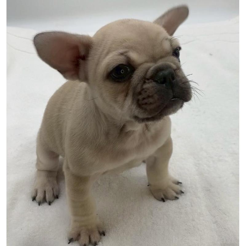 販売中の静岡県のフレンチブルドッグ-439182の5枚目